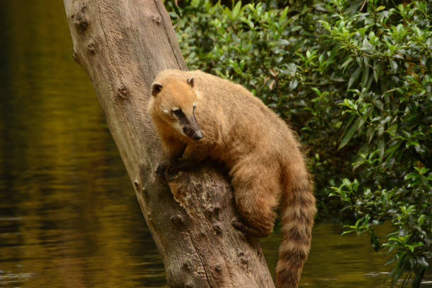 coati dalla coda ad anelli - coati foto e immagini stock