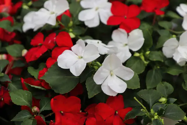 Photo of A mixture of red and white inpatien flowers