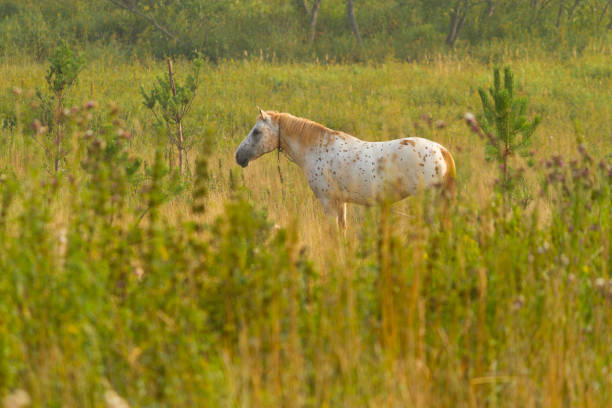 Horse in a meadow. Copy space