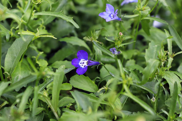 крошечные фиолетовые индийские цветы табака, цветущие весной - lobelia стоковые фото и изображения