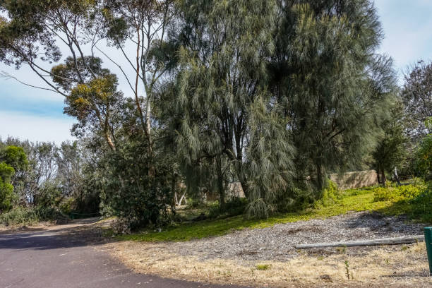 istock A small park in Australia in good weather. 1345855810