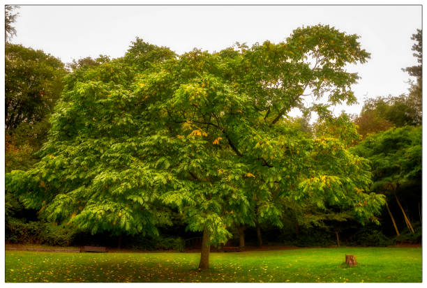 various images of the autumnal changes in a local park