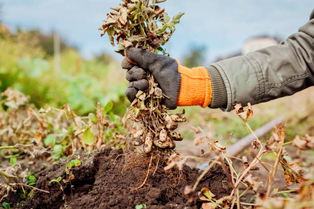 istock Farmer picking peanuts digging it in fall. Gardener holding bunch. Autumn harvesting. Organic farming and gardening. 1345857514