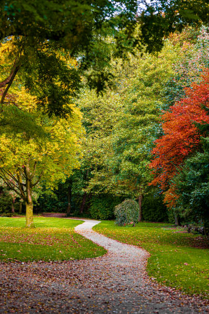 istock Autumn, fall landscape. Tree with colorful leaves 1345857911