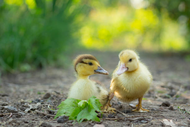 istock Two cute ducklings stand in the garden 1345859163