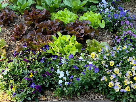 Horizontal closeup photo of flowering multi-coloured Viola plants, Bok Choy, and lettuces, ready to harvest, growing in an organic vegetable garden in Byron Bay, sub-tropical north coast of NSW in Spring