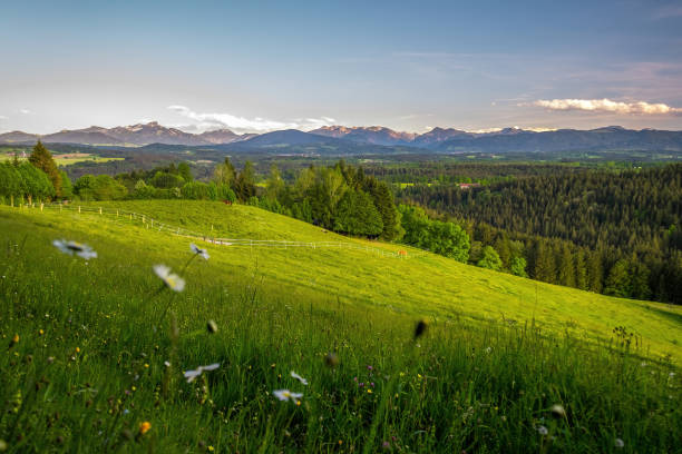 Sunny Fentberg, near Taubenberg in Bavaria Mountain meadow in summer with flowers and view bavarian forest stock pictures, royalty-free photos & images