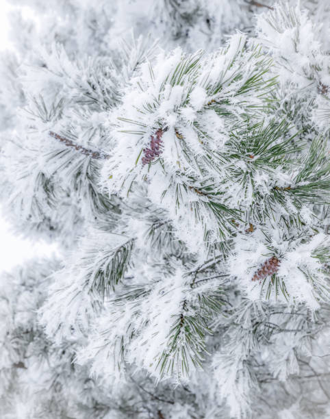 istock Pine branches with cones close up covered with thick frost 1345861538