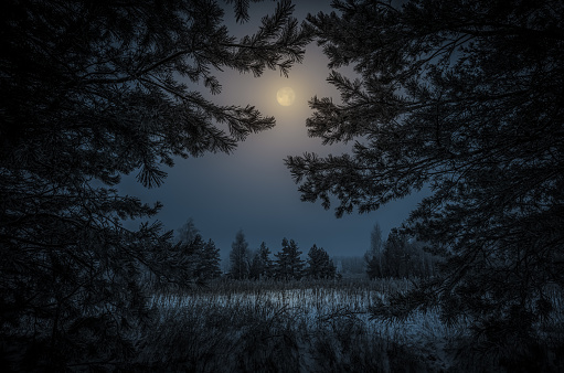 Winter night landscape in a young pine forest during a full moon