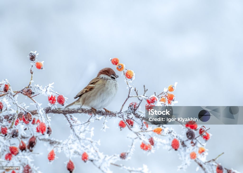 A frozen sparrow sits on a prickly and snow-covered branch of a rosehip with red berries on a frosty winter morning Winter Stock Photo