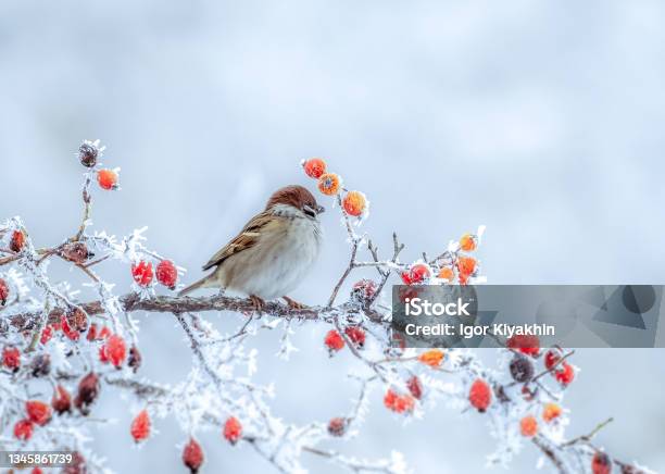 A Frozen Sparrow Sits On A Prickly And Snowcovered Branch Of A Rosehip With Red Berries On A Frosty Winter Morning Stock Photo - Download Image Now