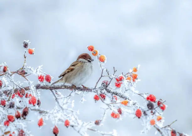 Photo of A frozen sparrow sits on a prickly and snow-covered branch of a rosehip with red berries on a frosty winter morning