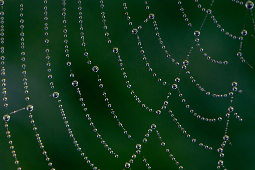 Day time macro close-up of dew drops on a spider web against a dark green background