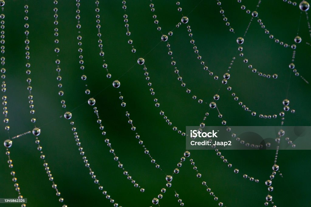 Macro close-up of dew drops on a spider web Day time macro close-up of dew drops on a spider web against a dark green background Spider Web Stock Photo