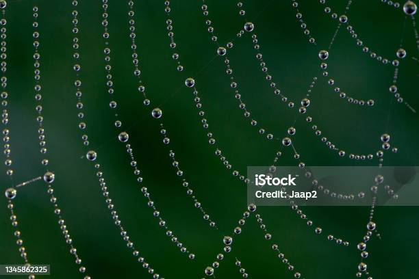 Macro Closeup Of Dew Drops On A Spider Web Stock Photo - Download Image Now - Spider Web, Abstract, Drop