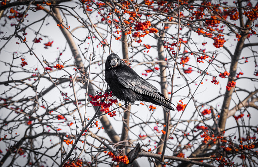Winter, a black raven sits on a snow-covered branch of a red mountain ash and pecks at rowan berries