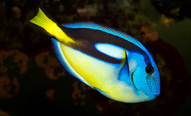 istock Blue tang (paracanthurus hepatus) fish close up view 1345862688