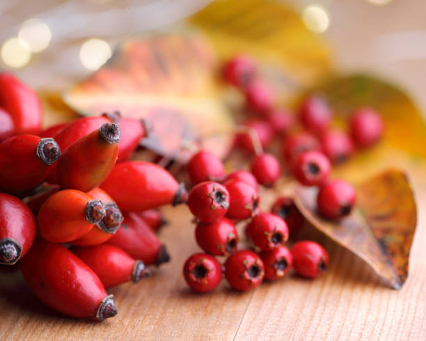 秋の森の果実 - hawthorn berry fruit plant autumn ストックフォトと画像