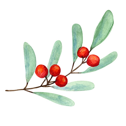 Bright Christmas watercolor mistletoe and holly berry illustration for New Year greeting cards