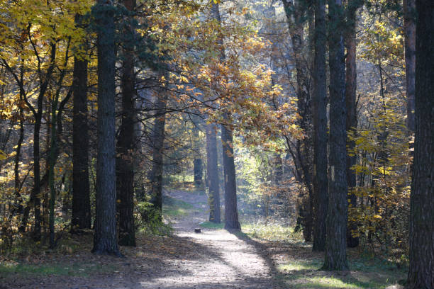 istock Footpath in autumn nature park on sunny morning 1345865307