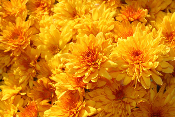 istock Yellow mums close up 1345866333
