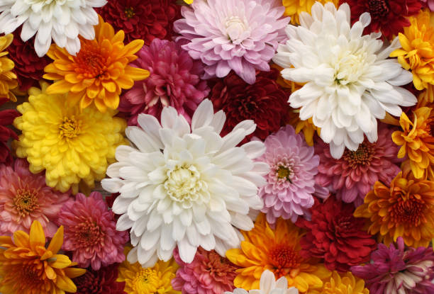 istock Colorful mums close up photography 1345866575