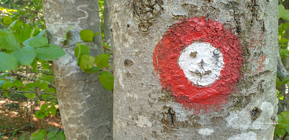 Close up of trail marking in a shape of a human face on tree bark in the forest