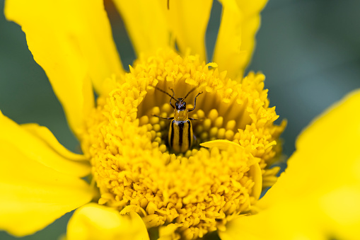 A yellow and black beetle hides inside the center of a bright yellow flower. Its antennae are upright, feeling what's around.