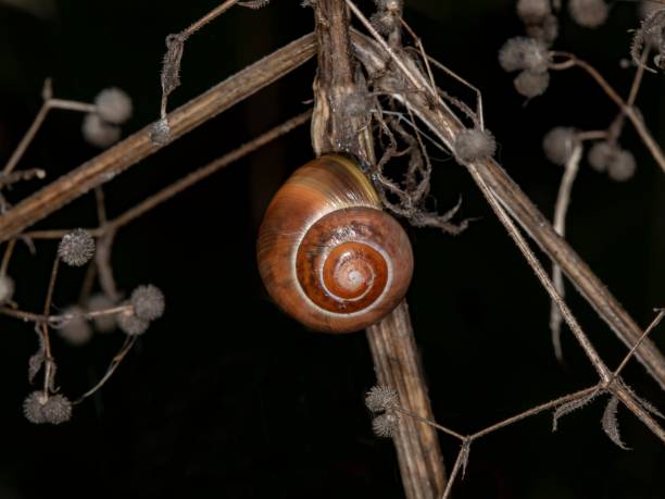 Autumn Snail Ready For Hibernation.