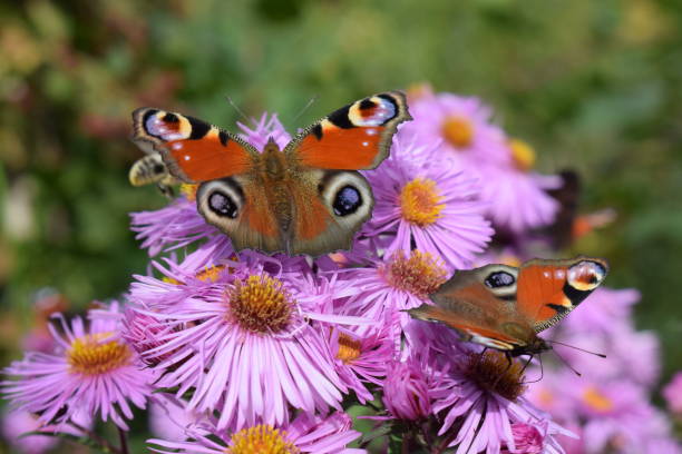 istock European peacock butterfly 1345867674