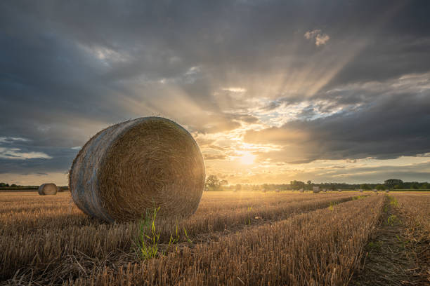 istock Sunset over a harvested cornfield with straw bales 1345869052