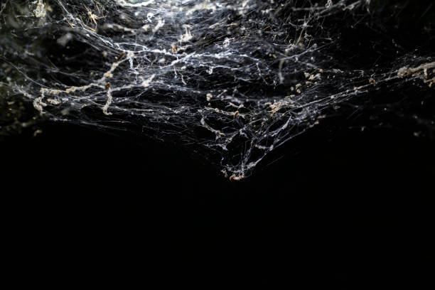 istock White web on black background. Concept of Halloween and trap. 1345869110