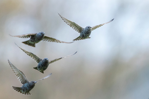 A flock of common starling birds Sturnus vulgaris migration in flight above a meadow