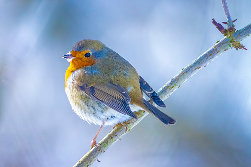 Inquisitive Robin (Erithacus rubecula) perched on a log in Winter.