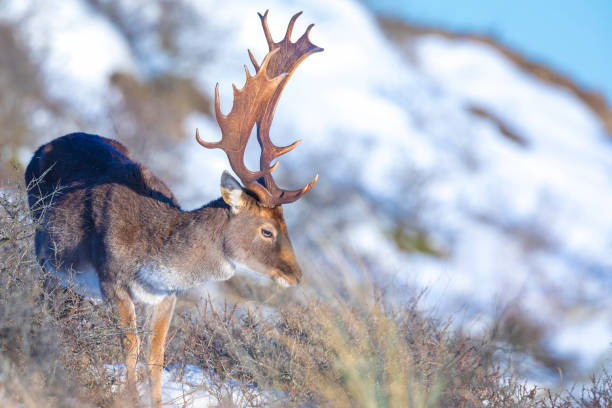 istock Fallow deer stag Dama Dama foraging in Winter forest snow 1345872070