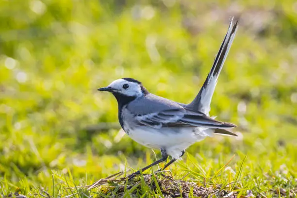 Closeup of a White Wagtail, Motacilla alba, A bird with white, gray and black feathers. The White Wagtail is the national bird of Latvia