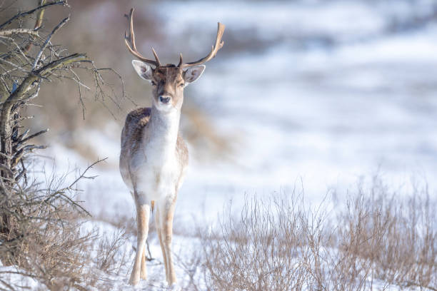 istock Fallow deer stag Dama Dama foraging in Winter forest snow 1345872091