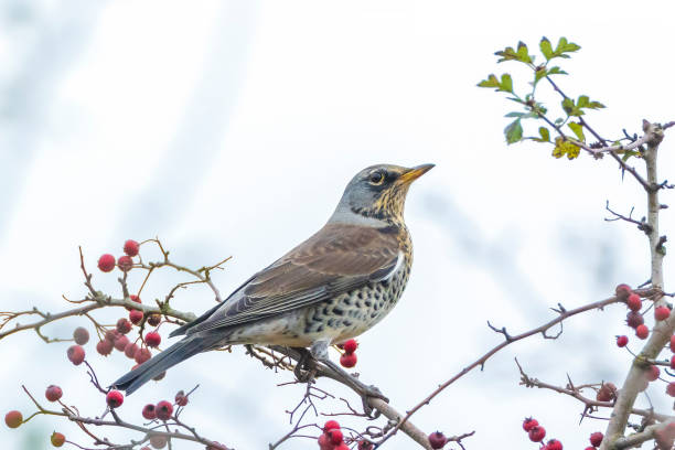 istock Fieldfare, Turdus pilaris, eating berries 1345872097