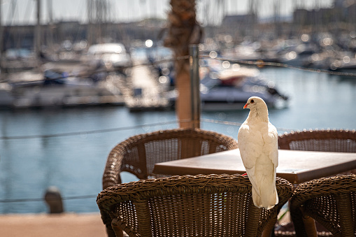 An urban bird sitting on a chair by the sea.