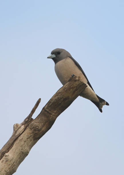 istock Ashy Woodswallow 1345872303