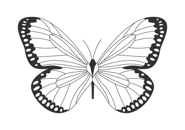 Butterfly with unusual pattern on wings Butterfly with unusual pattern on wings. Type of insect with dark border on wings and white spots. Simple template for logos and covers. Cartoon flat vector illustration isolated on white background simple butterfly outline pictures stock illustrations