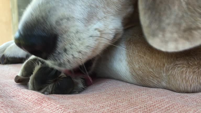 Senor Beagle dog licking his paw.