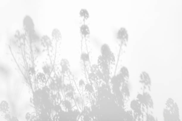 istock Shadow overlay effects for branding. Mockups. Scenes of natural lighting. Light Gray shadows grass and flowers on a white wall. Banner with copy space 1345876080