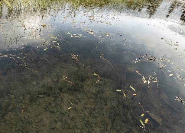 istock Scene's From The Bottom Of A Lake. 1345876909