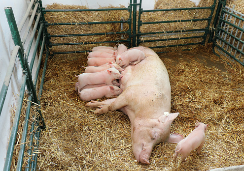 Piglets with mother sow suckling milk inside agricultural farm