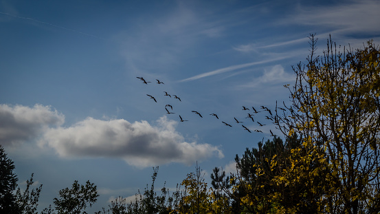 A flock of geese flying overhead
