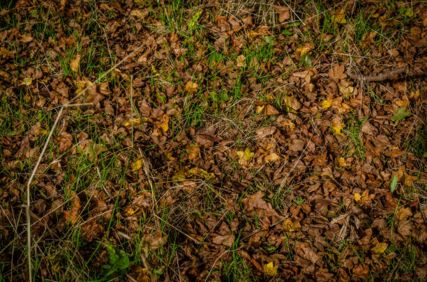 istock Autumn leaves on grass 1345878208