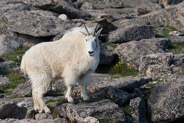 istock Mountain Goat on the Rocks 134587861