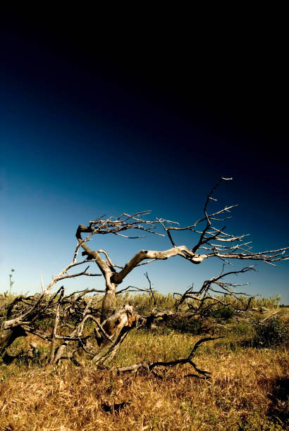 istock Dead black trees in the landscape. 1345881865