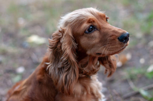 istock young spaniel dog close-up portrait 1345881960